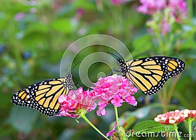 Two Monarch butterflies facing each other on pink flowers Stock Photo