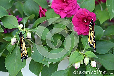 Two Monarch Butterflies, with wings closed, clinging to leaves and Impatiens flowers Stock Photo