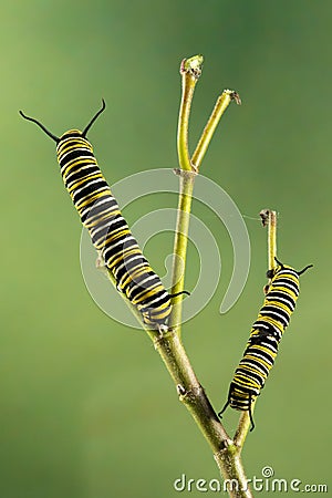 Two monarch butterfly Danaus plexippus caterpillas Stock Photo