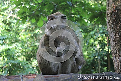 Expression weird of monkey sit on stone at forest park Indonesia Stock Photo