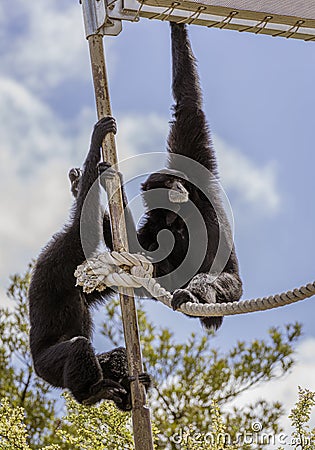 Two monkeys climb ropes at Honolulu Zoo Stock Photo