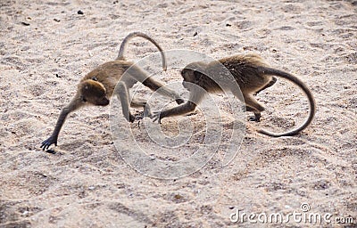 Two monkeys fighting in the sand Stock Photo
