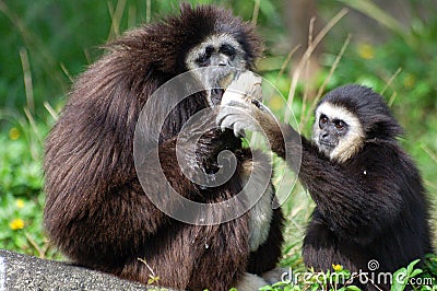 Two monkeys hoping to grab Stock Photo