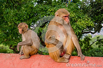Two monkeys sitting at the fence Stock Photo