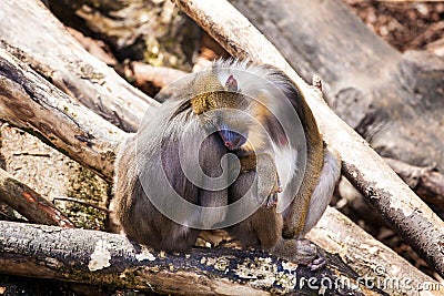 Two monkeys in Zoo Stock Photo