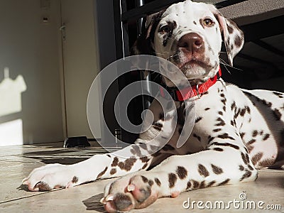 Two-month-old baby Dalmatian stares into the camera! Stock Photo