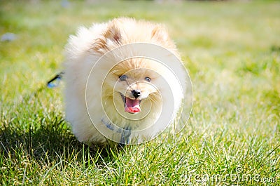 Running Pomeranian puppy with tongue out Stock Photo