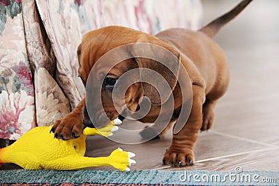 Two months old dachshund puppy smooth playing Stock Photo