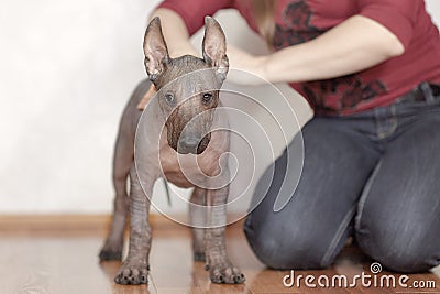 The two months old puppy of rare breed - Xoloitzcuintle, or Mexican Hairless dog, standard size. Close up portrait. Stock Photo
