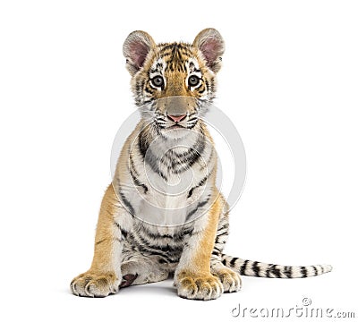 Two months old tiger cub sitting against white background Stock Photo