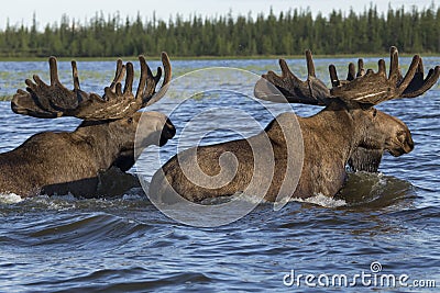 Two moose swimming in the lake. Stock Photo