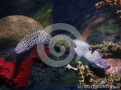 Two moray eels in an enclosure in an aquarium Stock Photo