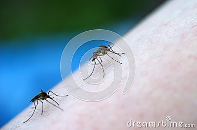 Two Mosquitoes attempt to suck blood Stock Photo