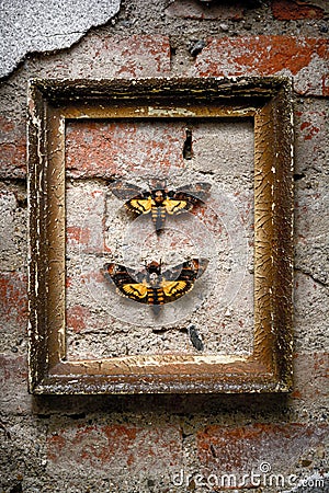 Two moths on a brick wall Stock Photo