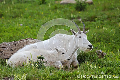 Two mountain goats adult and baby lay next to each other in green meadow in Glacier National Park Montana Stock Photo