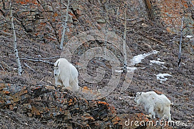 Two mountain goats climbing Yukon slopes Stock Photo