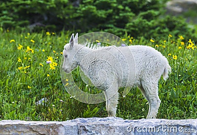 Two mountain goats mother and kid in green grass field, Glacier Stock Photo