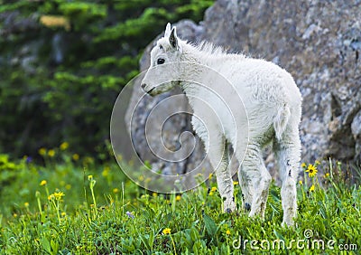 Two mountain goats mother and kid in green grass field, Glacier National Park, Montana Stock Photo