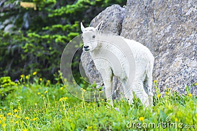 Two mountain goats mother and kid in green grass field, Glacier National Park, Montana Stock Photo