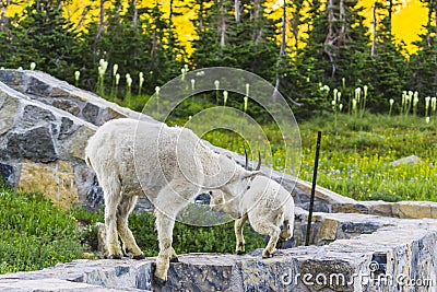 Two mountain goats mother and kid in green grass field, Glacier National Park, Montana Stock Photo