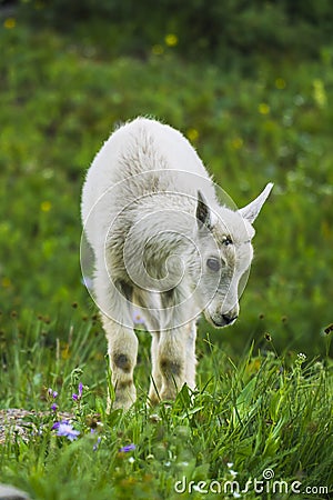 Two mountain goats mother and kid in green grass field, Glacier National Park, Montana Stock Photo