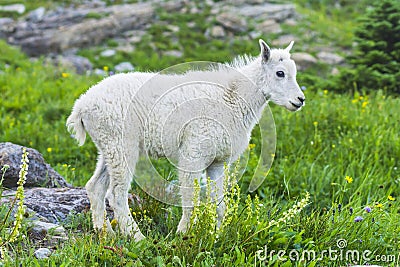 Two mountain goats mother and kid in green grass field, Glacier Stock Photo