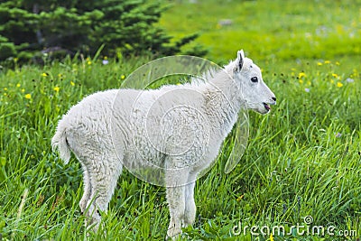 Two mountain goats mother and kid in green grass field, Glacier Stock Photo