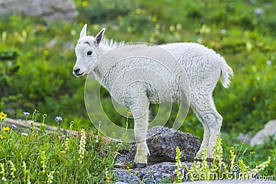 Two mountain goats mother and kid in green grass field, Glacier Stock Photo