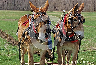 Two yoked mules plowing Springtime Stock Photo