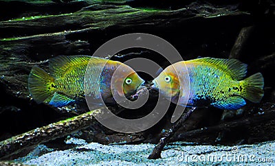 Two multicolored fish floating symmetrically Stock Photo