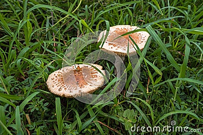 Two Mushrooms in a field of grass Stock Photo