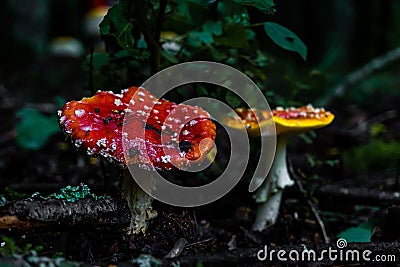 Two mushrooms red and yellow in a dark wooden area with branches and grass around them Stock Photo