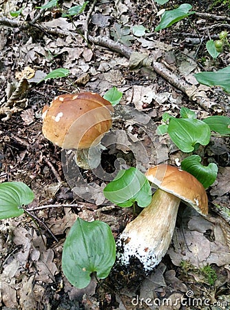 Mushrooms summer boletes in the forest Stock Photo