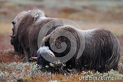 Two musk ox in autumn landscape Stock Photo