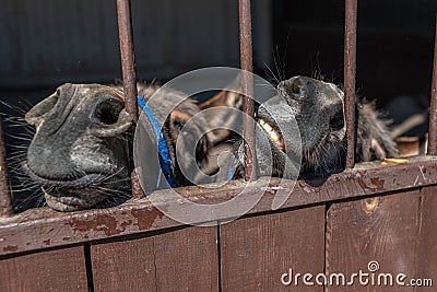 Two muzzles of brown domestic donkeys close-up. Cute donkey nose with mustache. Stock Photo