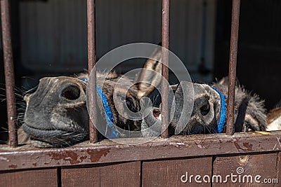 Two muzzles of brown domestic donkeys close-up. Cute donkey nose with mustache. Stock Photo