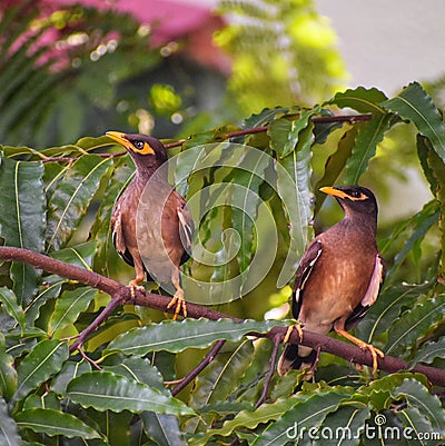 Two myna sitting on tree Stock Photo