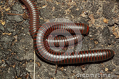 two Narceus americanus American giant millipedes mating on a rock Stock Photo