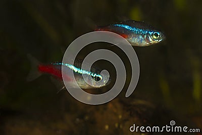 Two Neon tetra Paracheirodon innesi freshwater aquarium fish Stock Photo