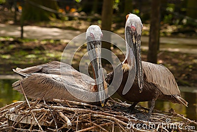 Two Nesting pelicans sitting on a nest together Stock Photo