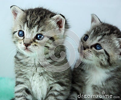 Two newborn kittens Stock Photo