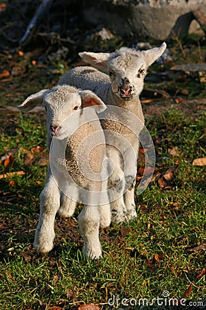 Two newborn lambs Stock Photo