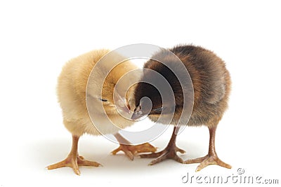 Two newborn yellow brown Chick Ayam Kampung is the chicken breed reported from Indonesia. `free-range chicken` Stock Photo