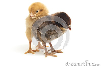 Two newborn yellow brown Chick Ayam Kampung is the chicken breed reported from Indonesia. `free-range chicken` Stock Photo