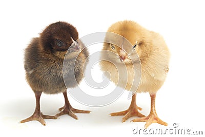 Two newborn yellow brown Chick Ayam Kampung is the chicken breed reported from Indonesia. `free-range chicken` Stock Photo