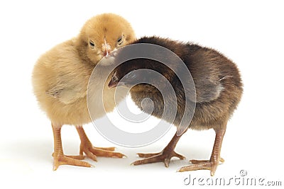 Two newborn yellow brown Chick Ayam Kampung is the chicken breed reported from Indonesia. `free-range chicken` Stock Photo