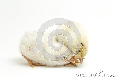 Two newborn yellow white Chick Ayam Kampung is the chicken breed reported from Indonesia. `free-range chicken` Stock Photo