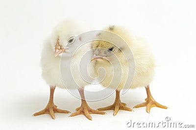 Two newborn yellow white Chick Ayam Kampung is the chicken breed reported from Indonesia. `free-range chicken` Stock Photo