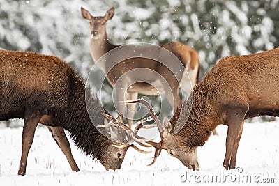 Two noble deer males and female in the winter snow forest. Natural winter landscape. Stock Photo
