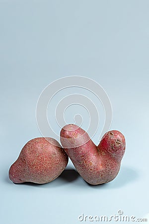 Two non-standard ugly fresh raw potato unusual form on light blue background. Waste zero food. Vertical, copy space Stock Photo
